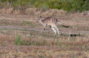 Obraz na płótnie Canvas The eastern grey kangaroo (Macropus giganteus) is a marsupial found in eastern third of Australia,