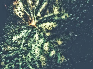 abstract background with graphic design to water drop and green leaves 