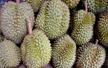 Naklejka na ściany i meble Closeup of Fresh Durians for sale on a market in Thailand, fruit king in Thailand. Durian is a fruit with yellow flesh, sweet and delicious.