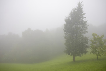 Fototapeta na wymiar Forest in the mist as a background. Beautiful natural landscape in the rainy season.