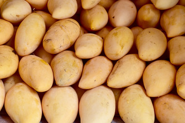 Closeup of Many Ripe Mangoes for sale on a market in Thailand.