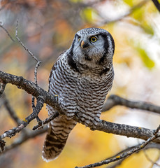 Northern Hawk Owl perched in a local Calgary park.