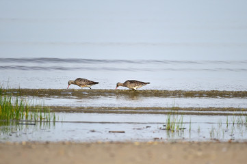 Longbill Snipe(Scolopacidae) bird on the seashore in Janghang-eup, Seocheon-gun, South Korea.