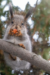 The squirrel with nut sits on a fir branches in the winter or autumn.