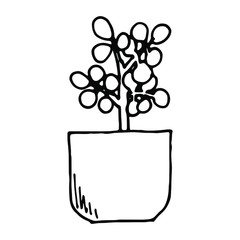 Home plant in a pot, indoor flower. Vector illustration.