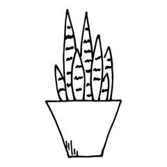 Home plant in a pot, indoor flower. Vector illustration.