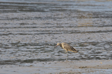 Longbill Snipe(Scolopacidae) bird on the seashore in Janghang-eup, Seocheon-gun, South Korea.