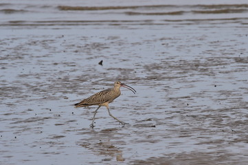 Longbill Snipe(Scolopacidae) bird on the seashore in Janghang-eup, Seocheon-gun, South Korea.