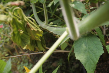vines in the home garden