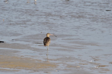 Longbill Snipe(Scolopacidae) bird on the seashore in Janghang-eup, Seocheon-gun, South Korea.