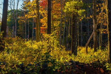 Obraz premium Autumn on New England by Constantine