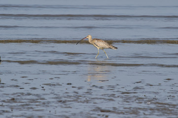 Longbill Snipe(Scolopacidae) bird on the seashore in Janghang-eup, Seocheon-gun, South Korea.