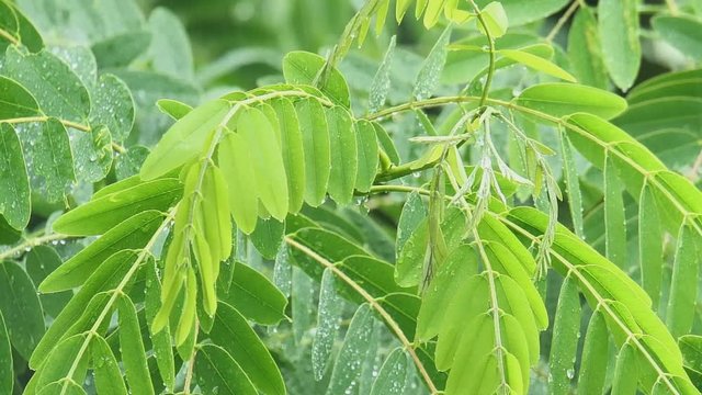 raindrops on freshness green shrubs of siamea tree with water drop after raining by zoom in of cassia and senna leaf brackground