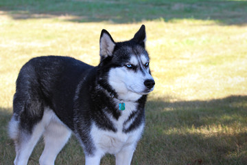 siberian husky dog