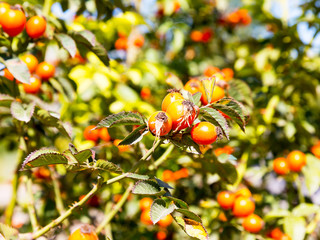 Rose hips. Briar wild rose hip shrub in nature. Selective focus