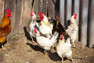 Black and white rooster in the yard near some hens in a warm day
