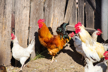 Black and white rooster in the yard near some hens in a warm day