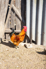 Black and white rooster in the yard near some hens in a warm dimming