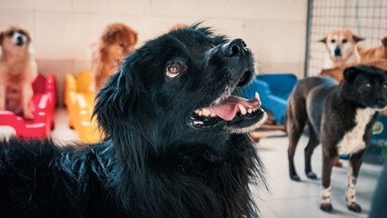 Portrait of mixed breed dog in shelter waiting to be rescued and adopted to new home. Shelter for...