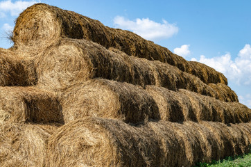 Round bales of straw on agricultural field, front view close up
