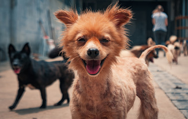 Portrait of mixed breed dog in shelter waiting to be rescued and adopted to new home. Shelter for...