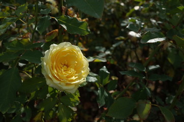 Light Yellow Flower of Rose 'Kaikyo' in Full Bloom
