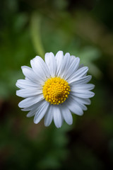 white daisy flower
