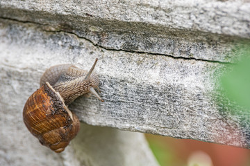 Nahaufnahme einer Weinbergschnecke an einer weiß grauen Wand mit extremer Tiefenschärfe