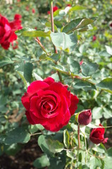 Fototapeta premium Red Flower of Rose 'Kanpai' in Full Bloom 