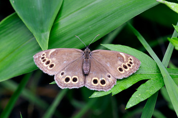 ウラジャノメ（北海道・鶴居村） 
