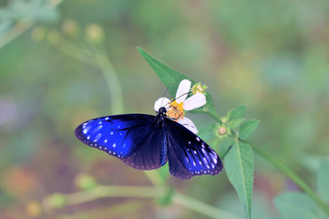 吸蜜するツマムラサキマダラの雄（沖縄県・石垣島）