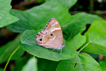 ヒカゲチョウの雌（岡山県・新見市）