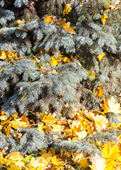 Obraz premium Autumn yellow leaves on the branches of blue spruce, as the background for your art design