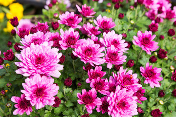 Obraz premium Chrysanthemum on blurred background, Beautiful autumn purple flowers. As background for your art project