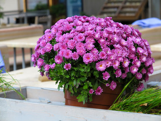 Chrysanthemum on blurred background, Beautiful autumn purple flowers. As background for your art project