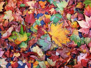 Yellow and red autumn leaves of plants and grass on urban lawns and flowerbeds as background