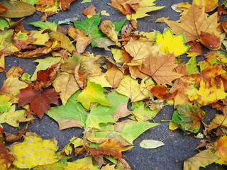 Autumn yellow leaves on the asphalt of city streets as a background for your art design