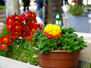 Chrysanthemum on blurred background, Beautiful autumn yellow and red flowers. As background for your art project