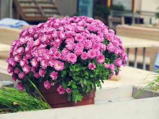 Chrysanthemum on blurred background, Beautiful autumn purple flowers. As background for your art project