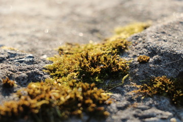macro shot moss on stone