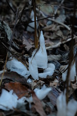 秋山の霜柱。高尾山、陣馬山。Frost pillar on cold autumn ground, Japan 
