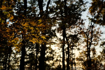 秋山の紅葉。高尾山、陣馬山。Orange color leaves, autumn time Japan 