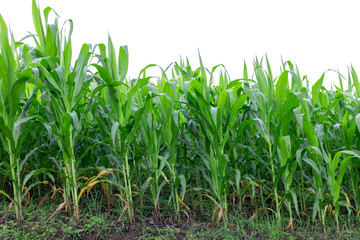 maize field isolated on white background