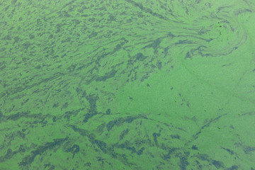 green algae on the surface of the water. natural the texture for background