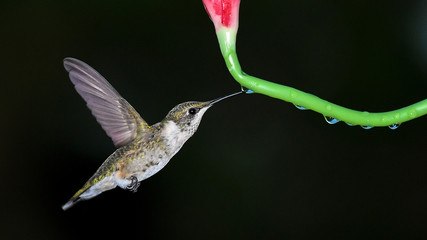 A Ruby-Throated Hummingbird Drinks a Drop of Nectar From the Stem of a Lilly in Oklahoma 