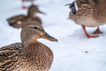 Female duck on the wuite snow background