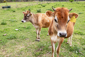 Fototapeta premium calves in a field