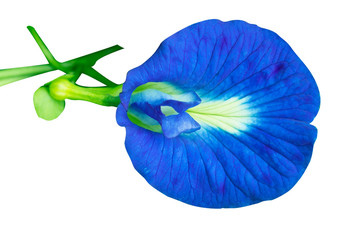 Blue Anchan flower