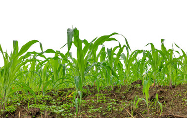 maize field isolated on white background