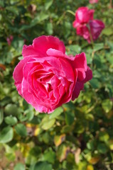 Pink Flower of Rose 'Koigokoro' in Full Bloom
